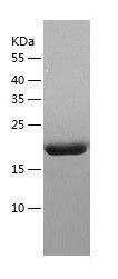 Recombinant Human NXT2