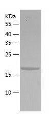 Recombinant Human NMRK1