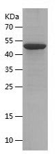 Recombinant Human DNAJC12