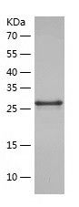Recombinant Human PCDHGB4