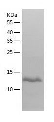 Recombinant Human RPL26L1