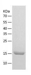 Recombinant Human EXOSC1