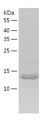 Recombinant Human PTRH2