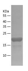 Recombinant Human ARL5A