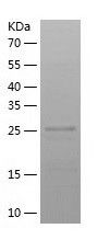 Recombinant Human CLIC4