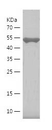 Recombinant Human MYO18A