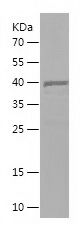 Recombinant Human DUSP9