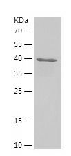 P8352