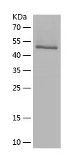 P8359