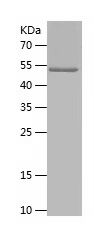P8367