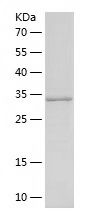 P8429