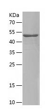 P8464