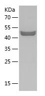 Recombinant Human CDO1