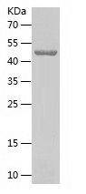 Recombinant Human GTSE1