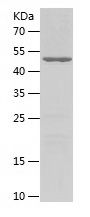 Recombinant Human ACO1