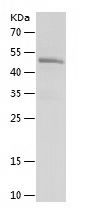 Recombinant Human INTS13
