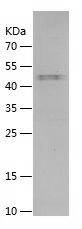 Recombinant Human HGF-2