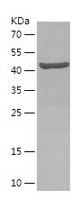 P8821