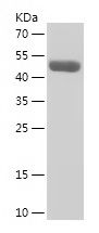 Recombinant Human MAPK8IP1