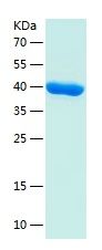 Recombinant Human STX7