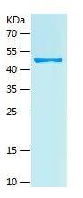 Recombinant Human PIK3R4