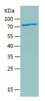 Recombinant Human ATP5F1A