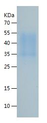 Recombinant Mouse M-CSF
