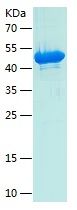 Recombinant Human CEP44