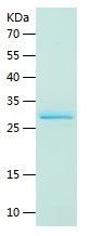 Recombinant Human COX7B