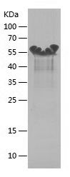 Recombinant Rat Osteopontin
