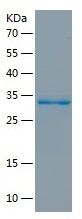 Recombinant Human VAMP5