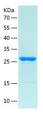Recombinant Human ZNF597