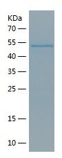 P9636