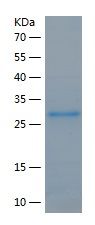 P9653