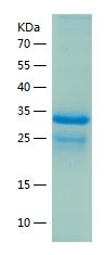 Recombinant Human LSG1