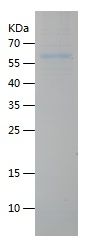 P9992