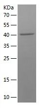 Recombinant Human CHI3L2