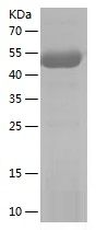 Recombinant Human SHPK