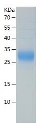 Recombinant Human RNASE3