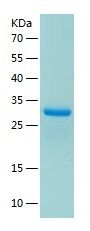 Recombinant Mouse IgG2b Fc