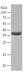 Recombinant Mouse LDHA