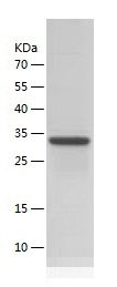 Pr22623