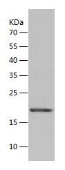 Recombinant Mouse Endostatin
