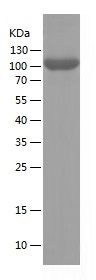 Recombinant Human EphA4