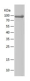 Pr22742