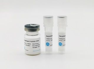 Recombinant Mouse HGF