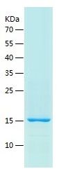 Recombinant Mouse Cystatin B