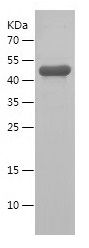 Recombinant Mouse CPA4