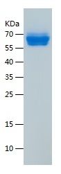 Recombinant Human GALNTL1