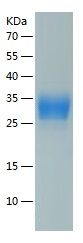 Recombinant Mouse CLEC2D